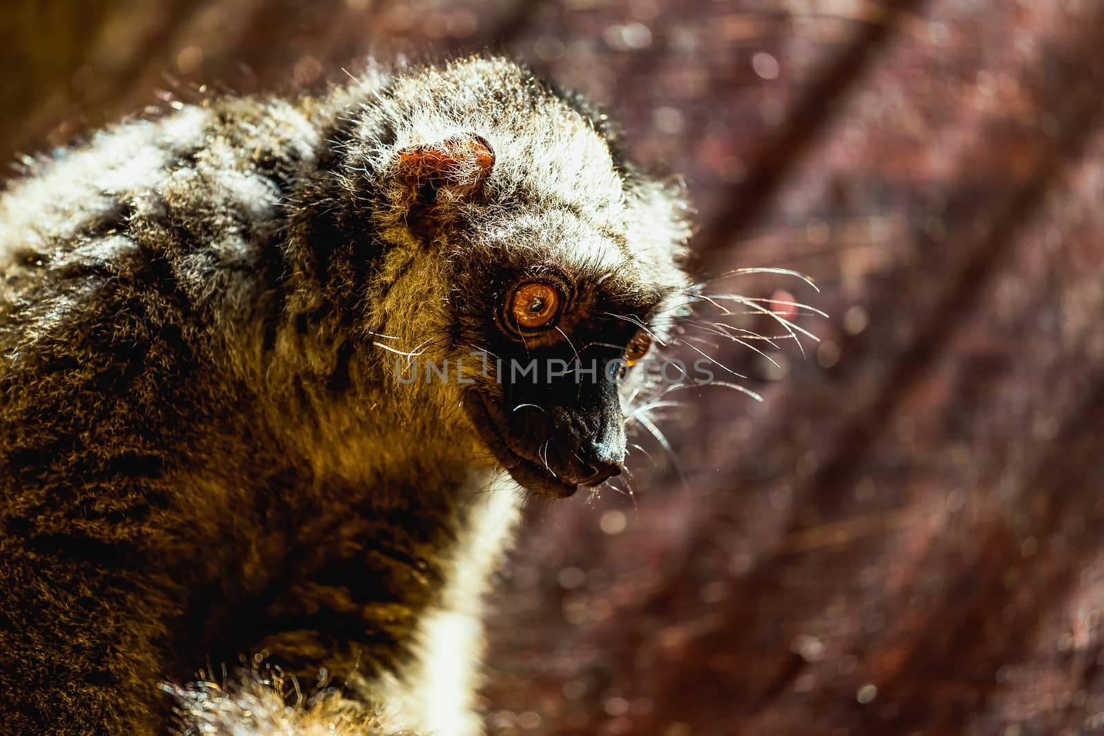 Closeup portrait of red-bellied lemur sitting on wood board in zoo