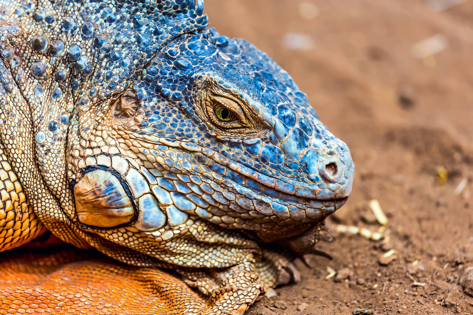 Closeup of iguana or lizard head on yellow sand in desert