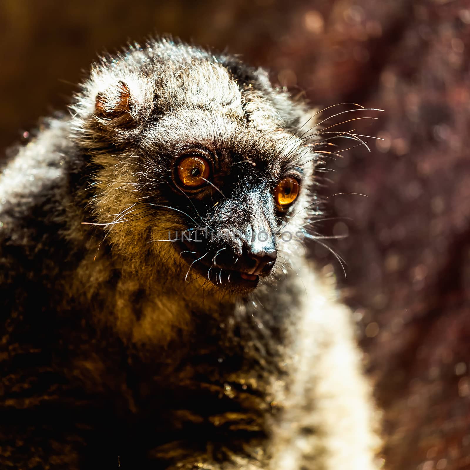 Closeup portrait of red-bellied lemur sitting on wood board in zoo