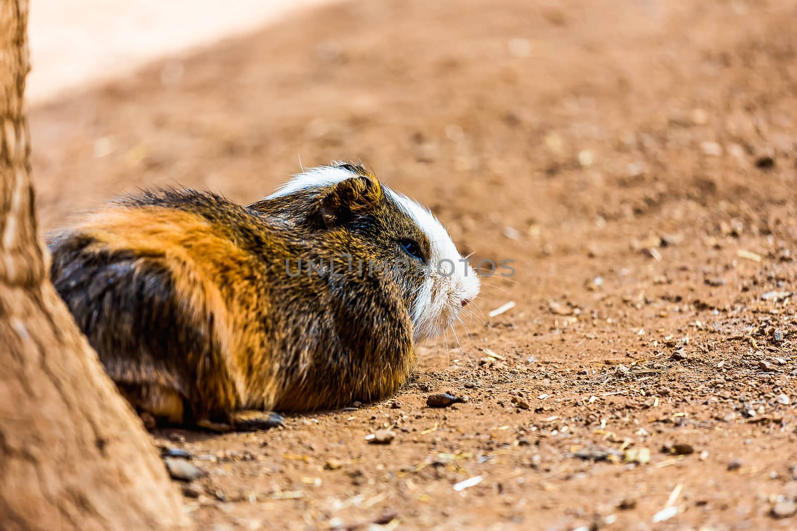 Guinea pig or hamster on the ground near tree