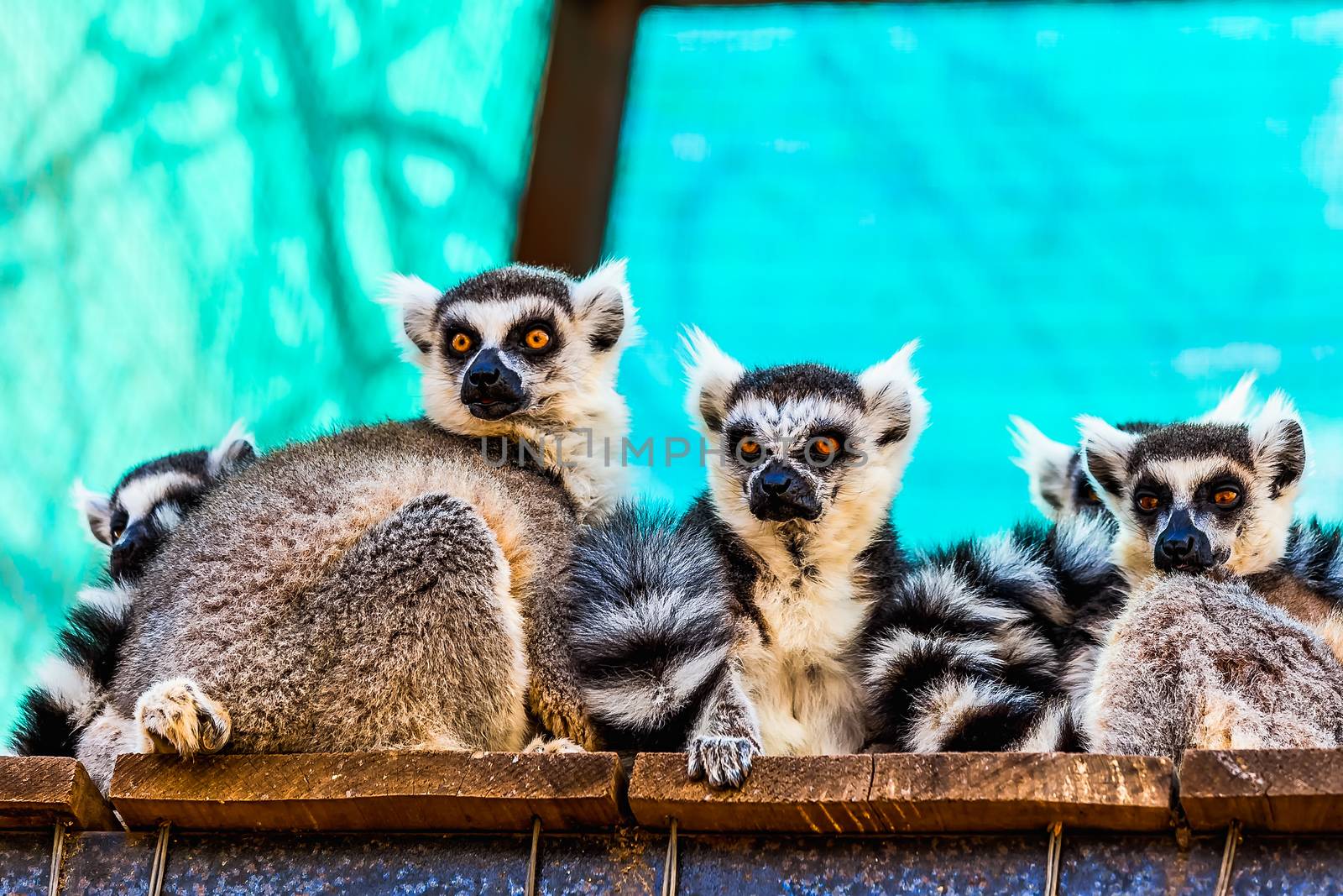 Lemurs sitting on the wood board planks surface in zoo