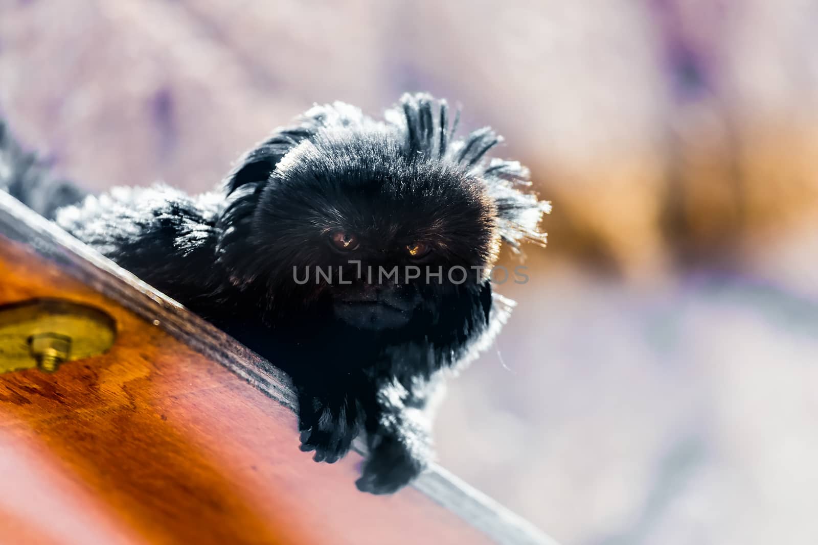Black monkey sitting on wood board in zoo