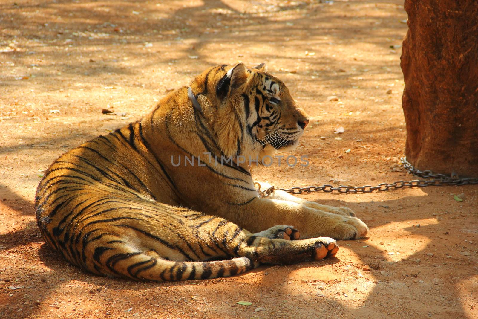 Bengal tiger in Kanchanaburi at Thailand