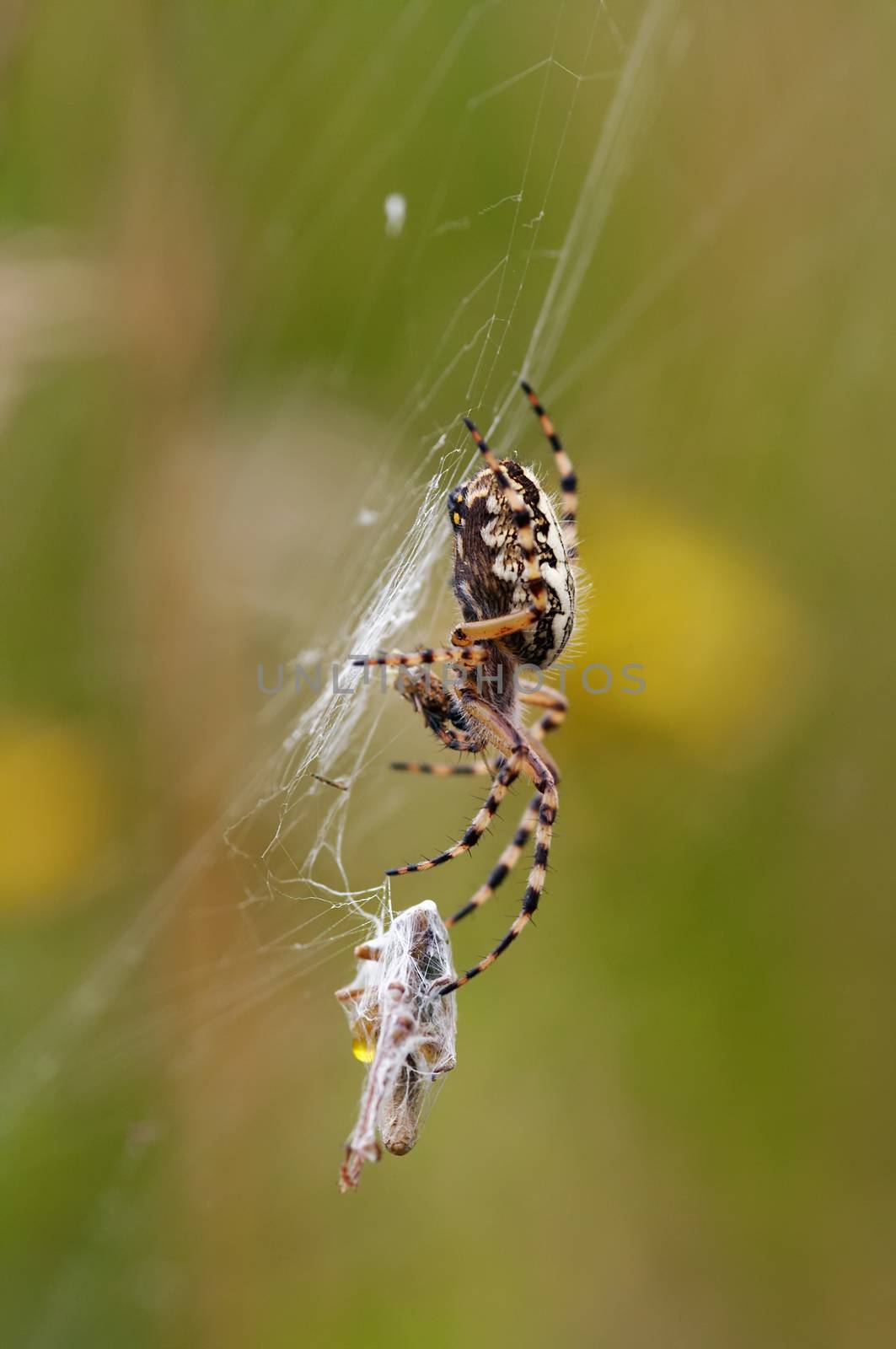 Macro of the hunting spider - cross spider