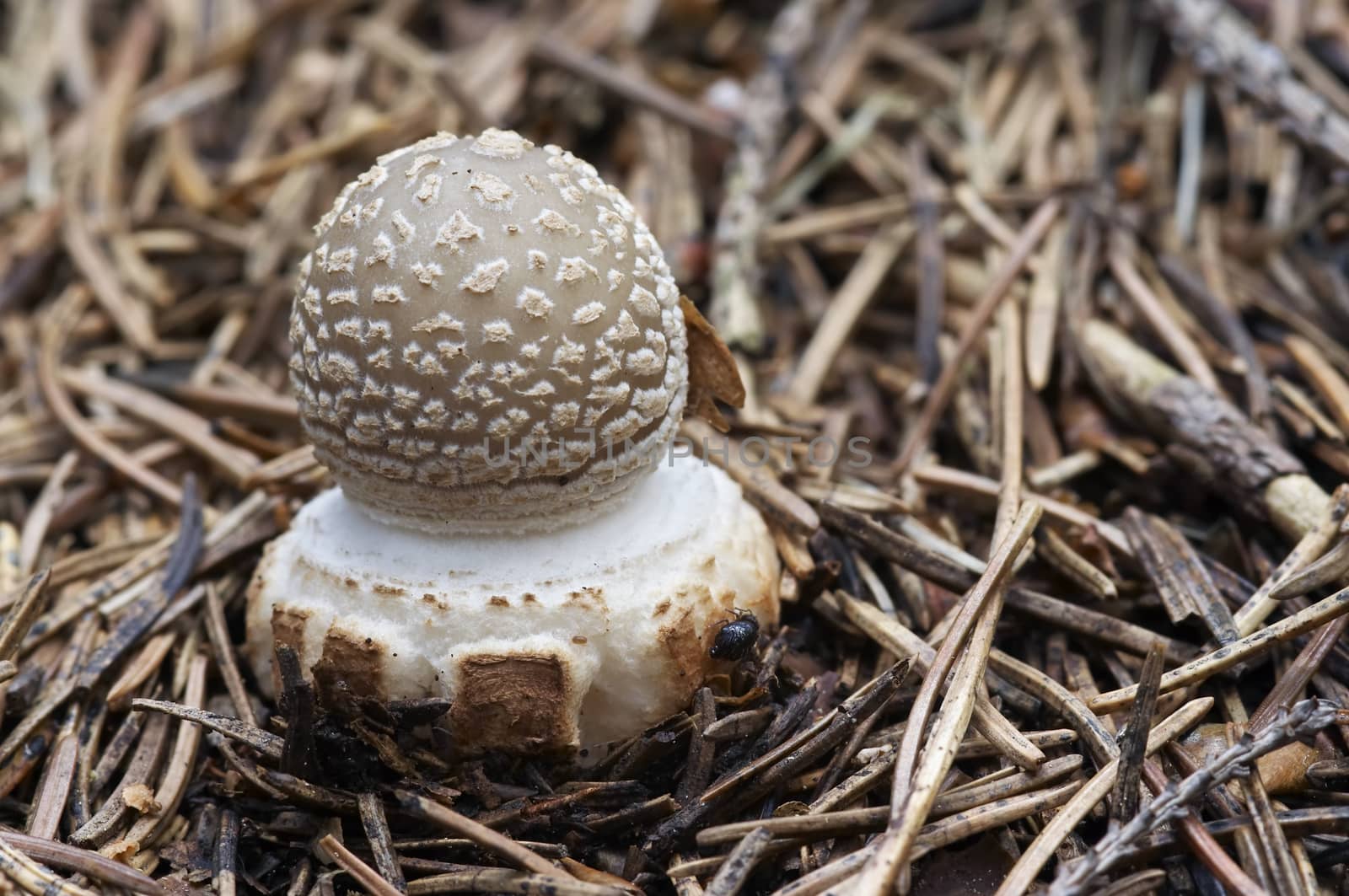 Detail of the sacred mushroom - blusher - poisonous mushroom - toadstool spissa