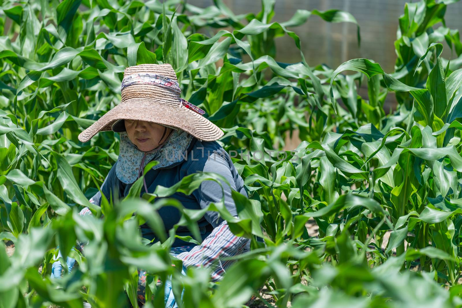 Elderly Japanese Woman Gardening by justtscott