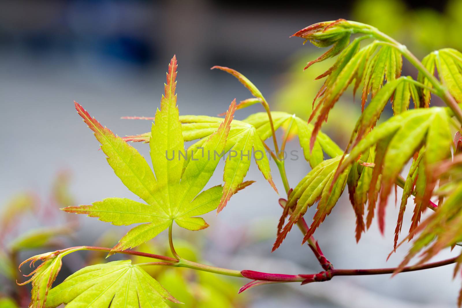 A newly sprouted leaf on a Japanese Maple tree in early spring.