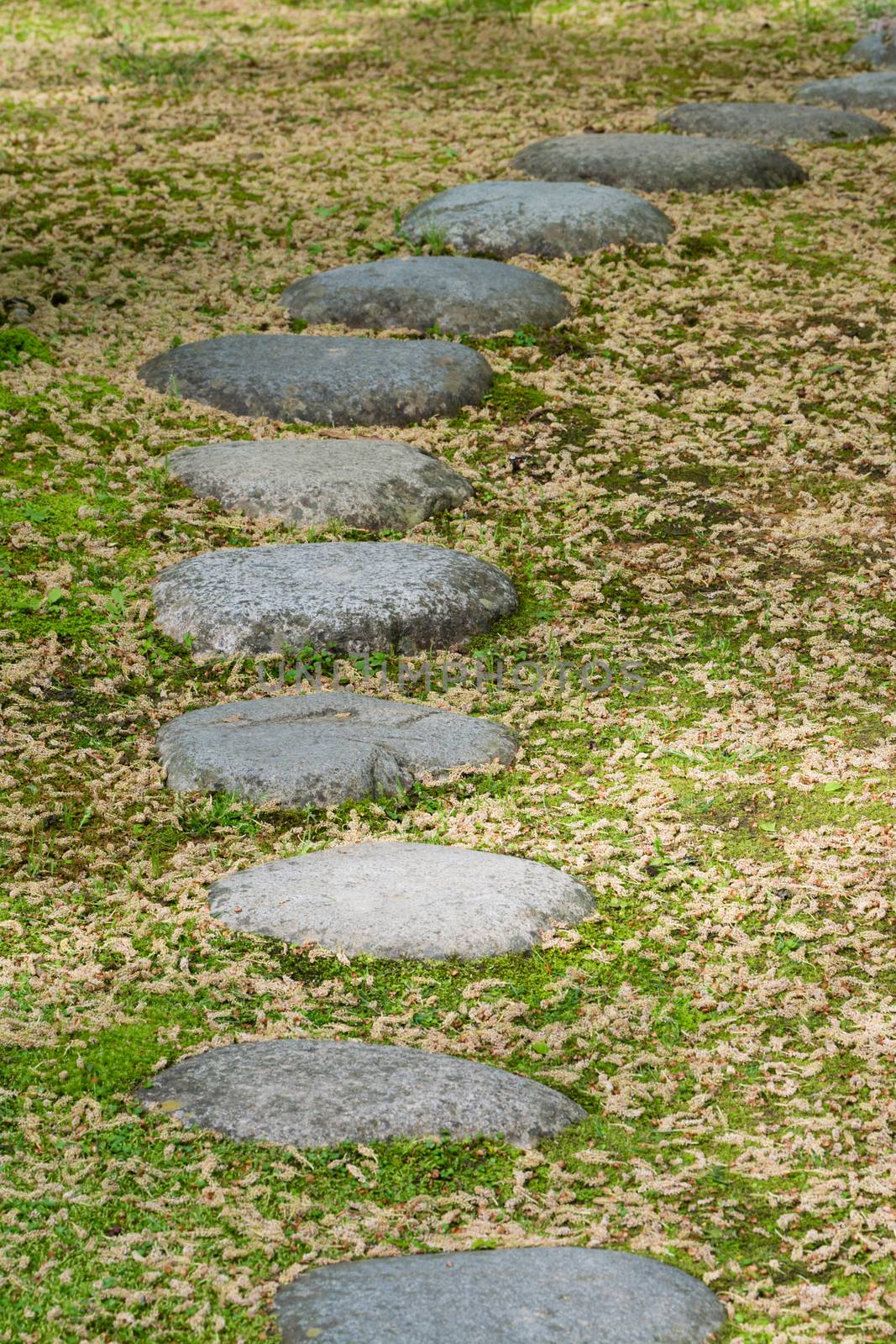 Stepping stones on grass with many fallen leaves.