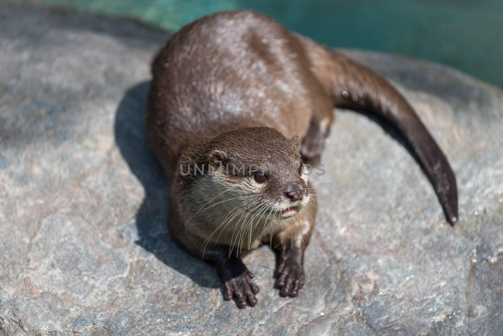A cute river otter sitting on top of a rock.