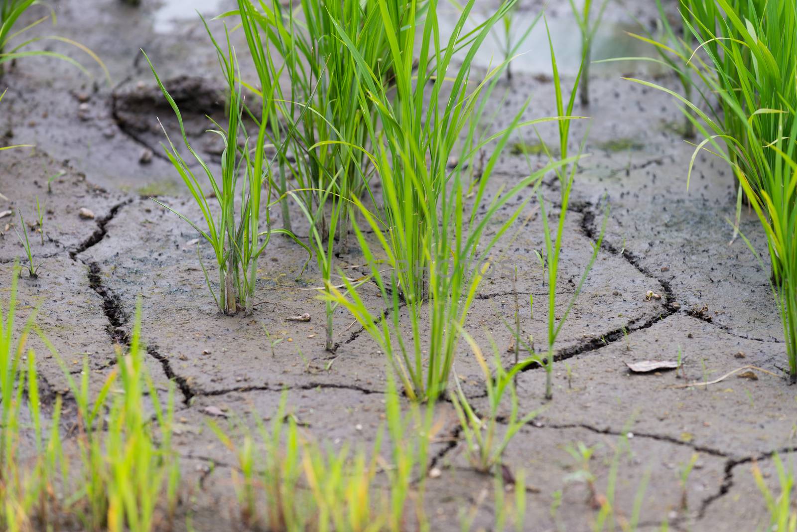 Small rice plants growing in a field with dried cracked mud.