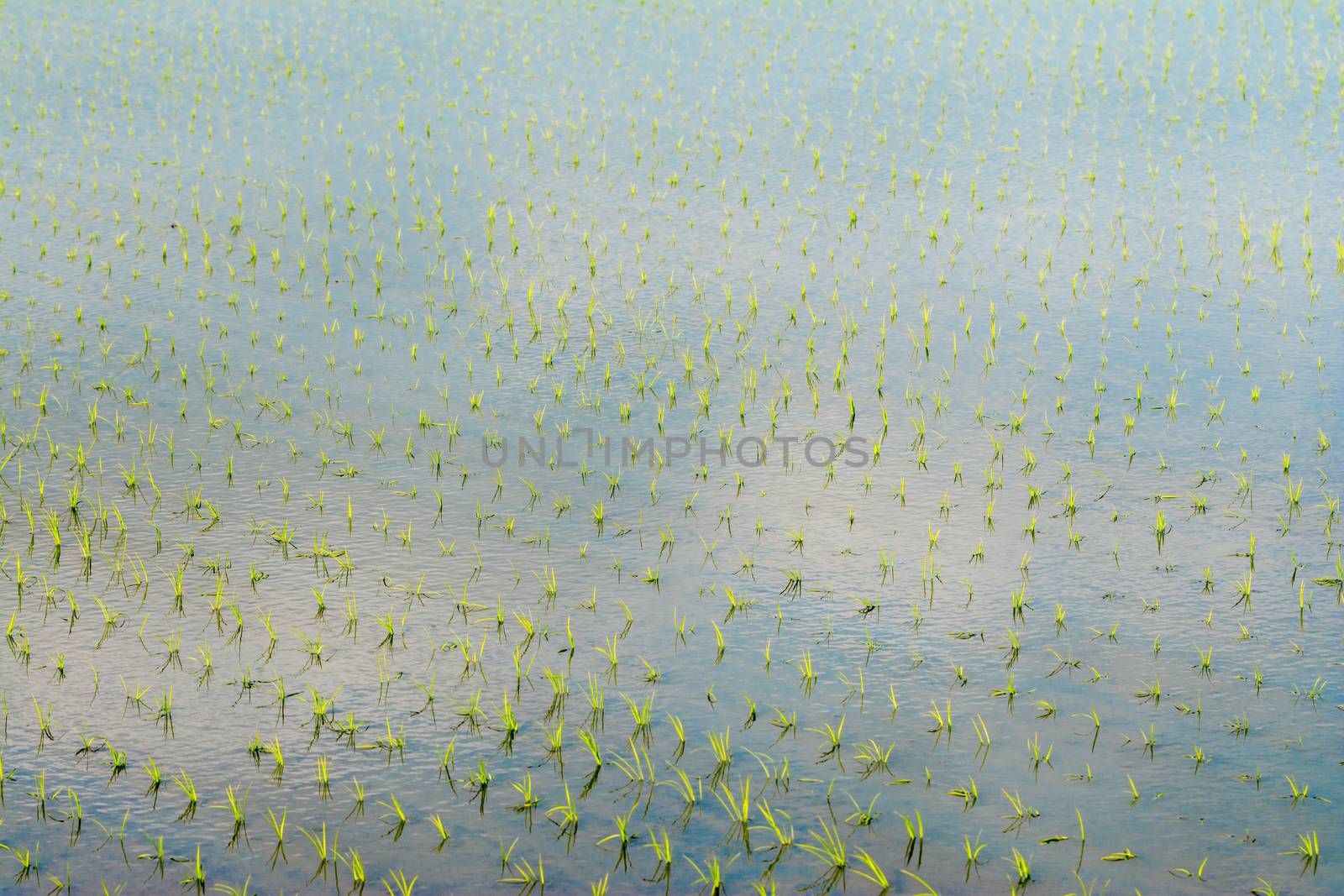 Rows of newly planted rice with the blue sky and clouds reflected in the water.