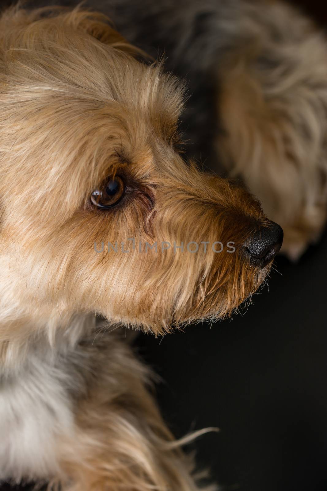 An oversized Yorkshire terrier on a black background.