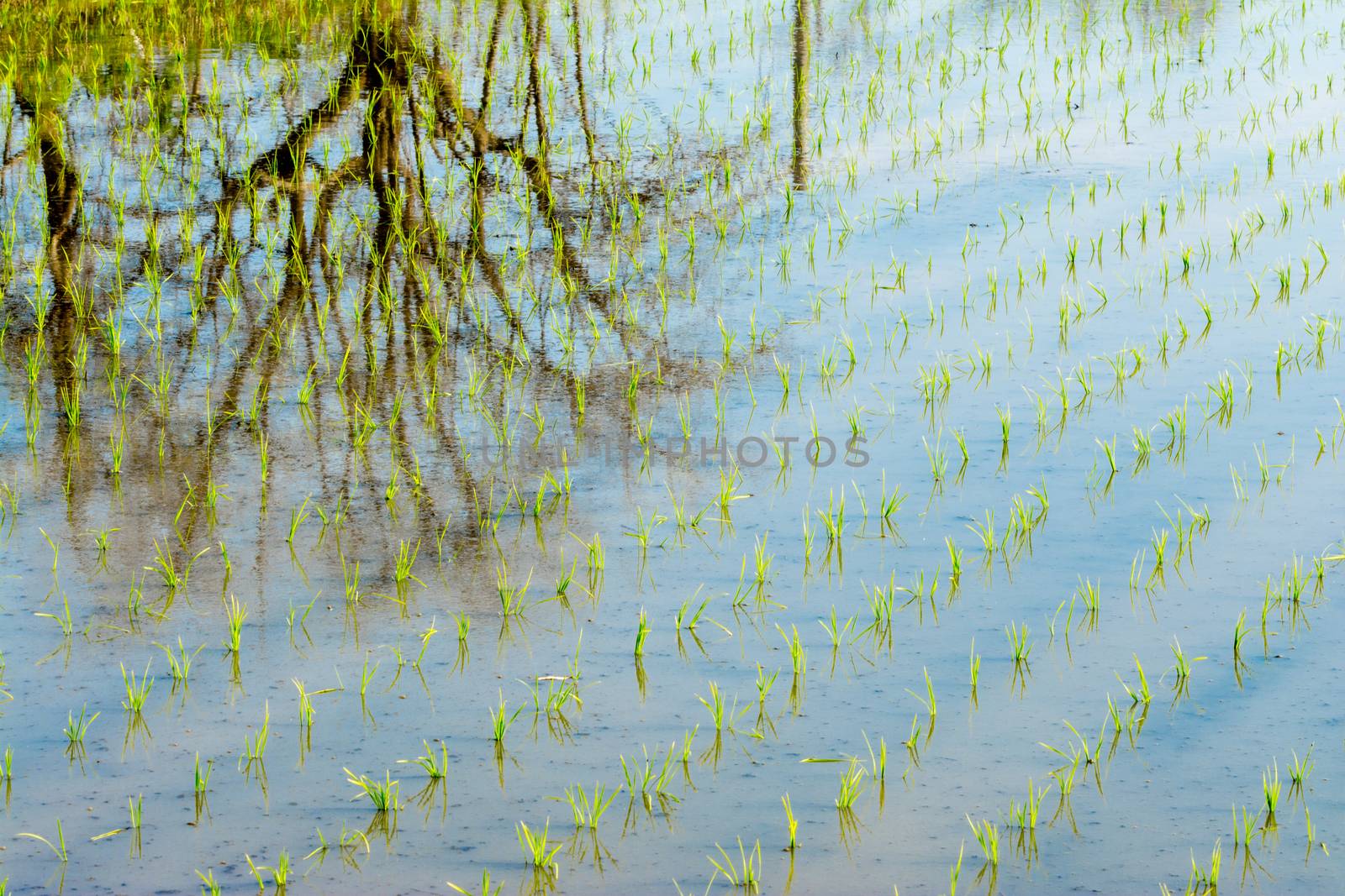 Trees Reflected in Rice Field by justtscott