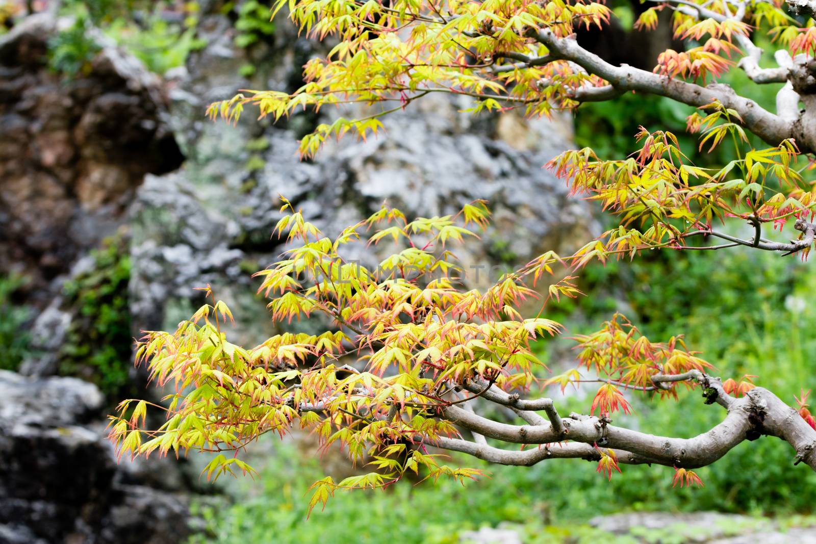 A branch of a Japanese maple tree in a Japanese garden in early spring.