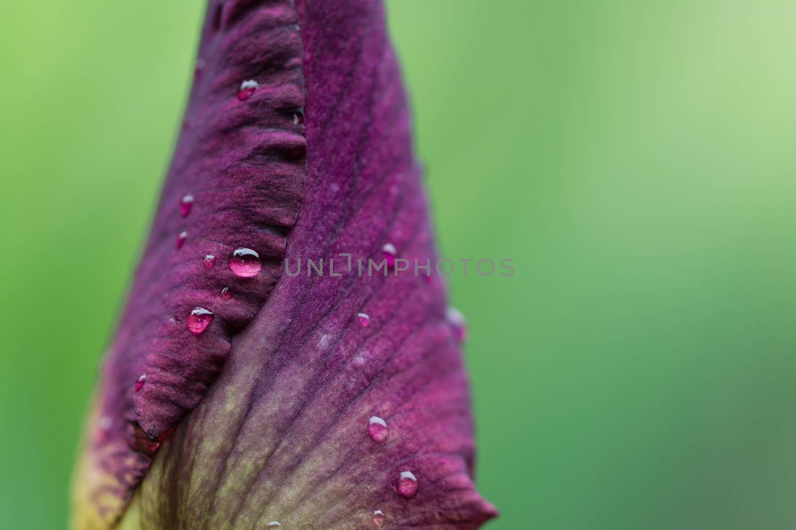 a close up shot of some water drops on a calamus flower bud