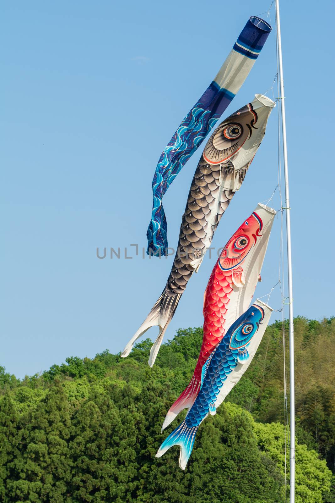 Flags shaped like Japanese Koi fish (carp) flying for boy's day in May.