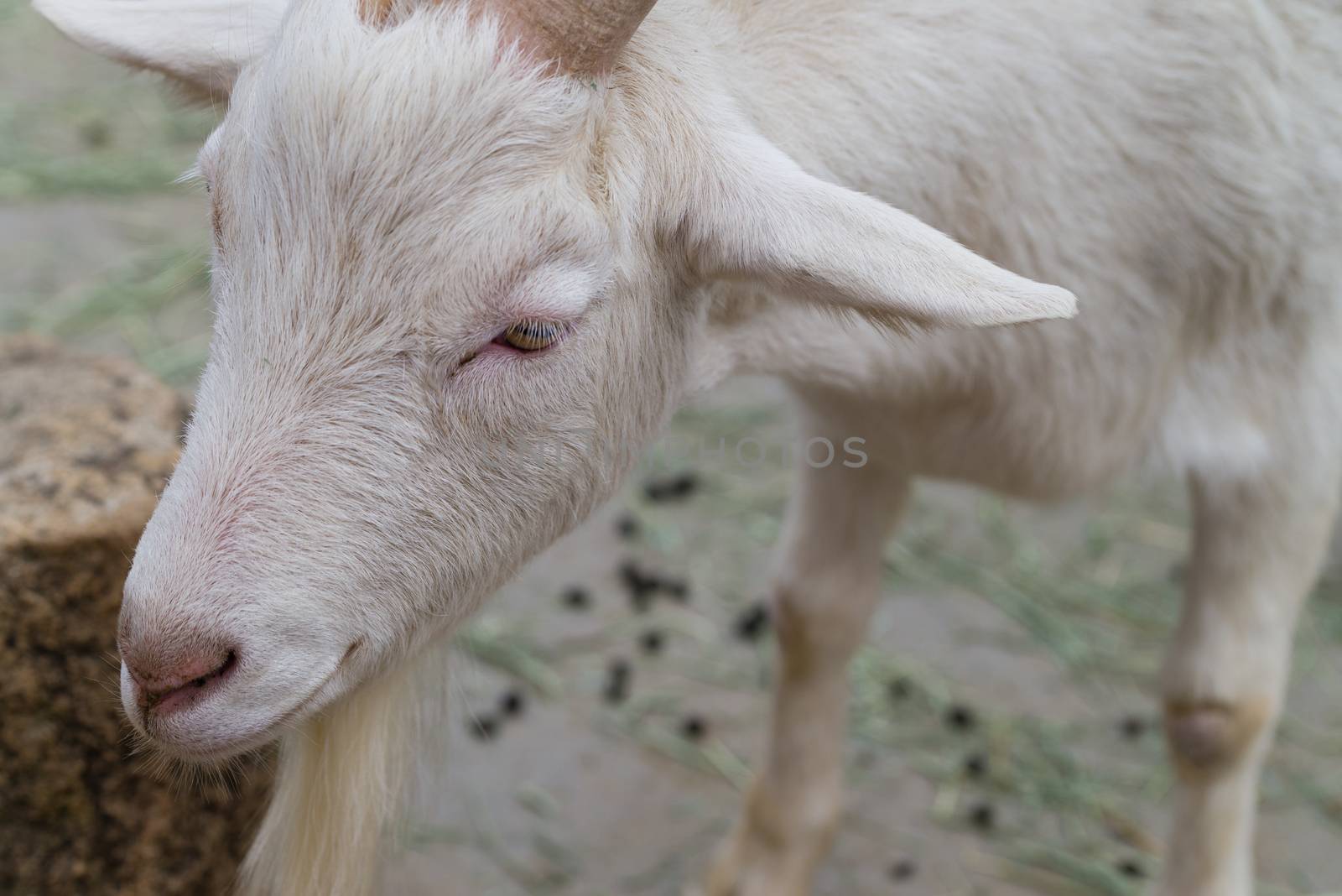 A white goat's face and front legs.