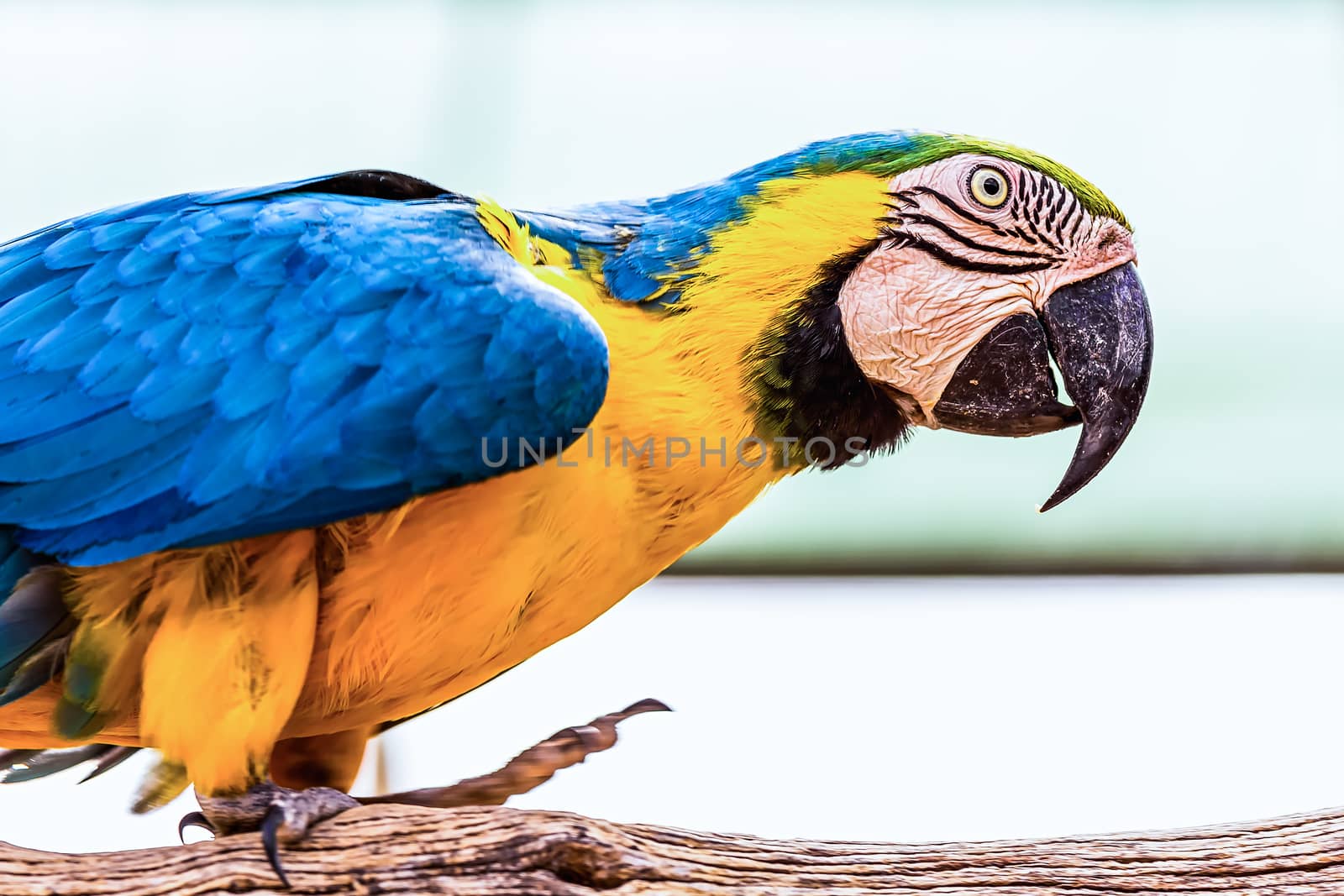 Blue and Gold or yellow Macaw parrot siting on wooden perch in zoo