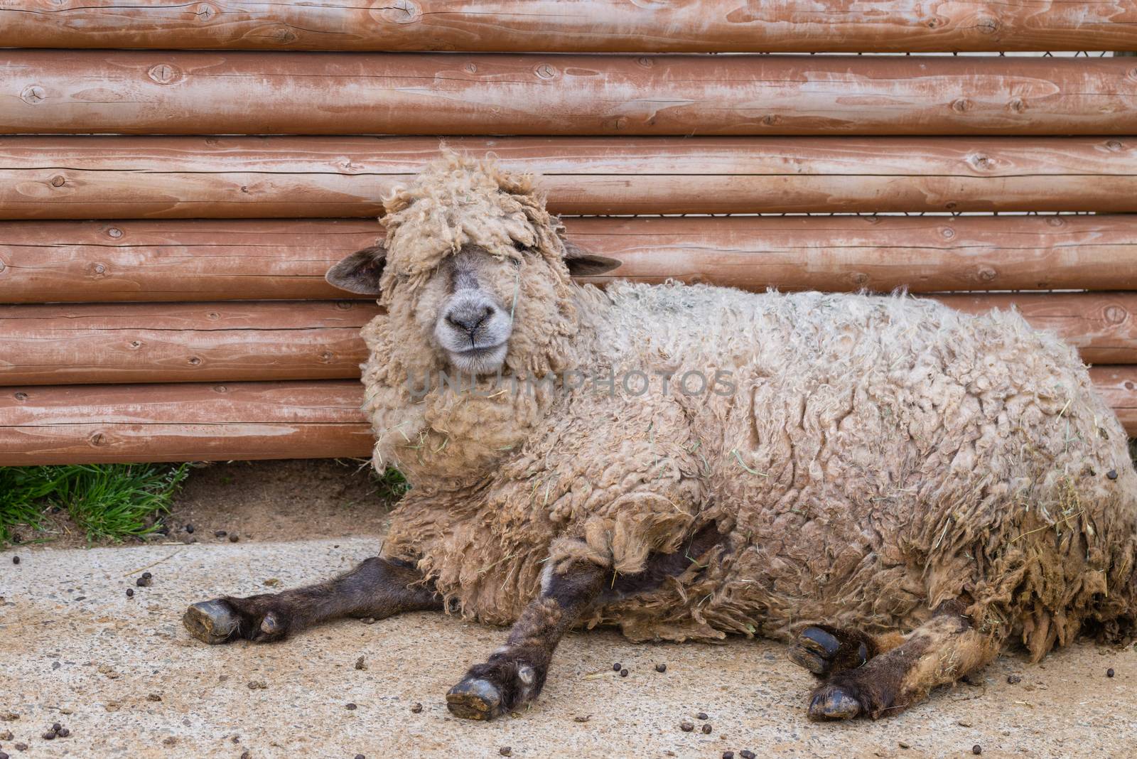 A dirty, lazy and sleepy looking sheep.