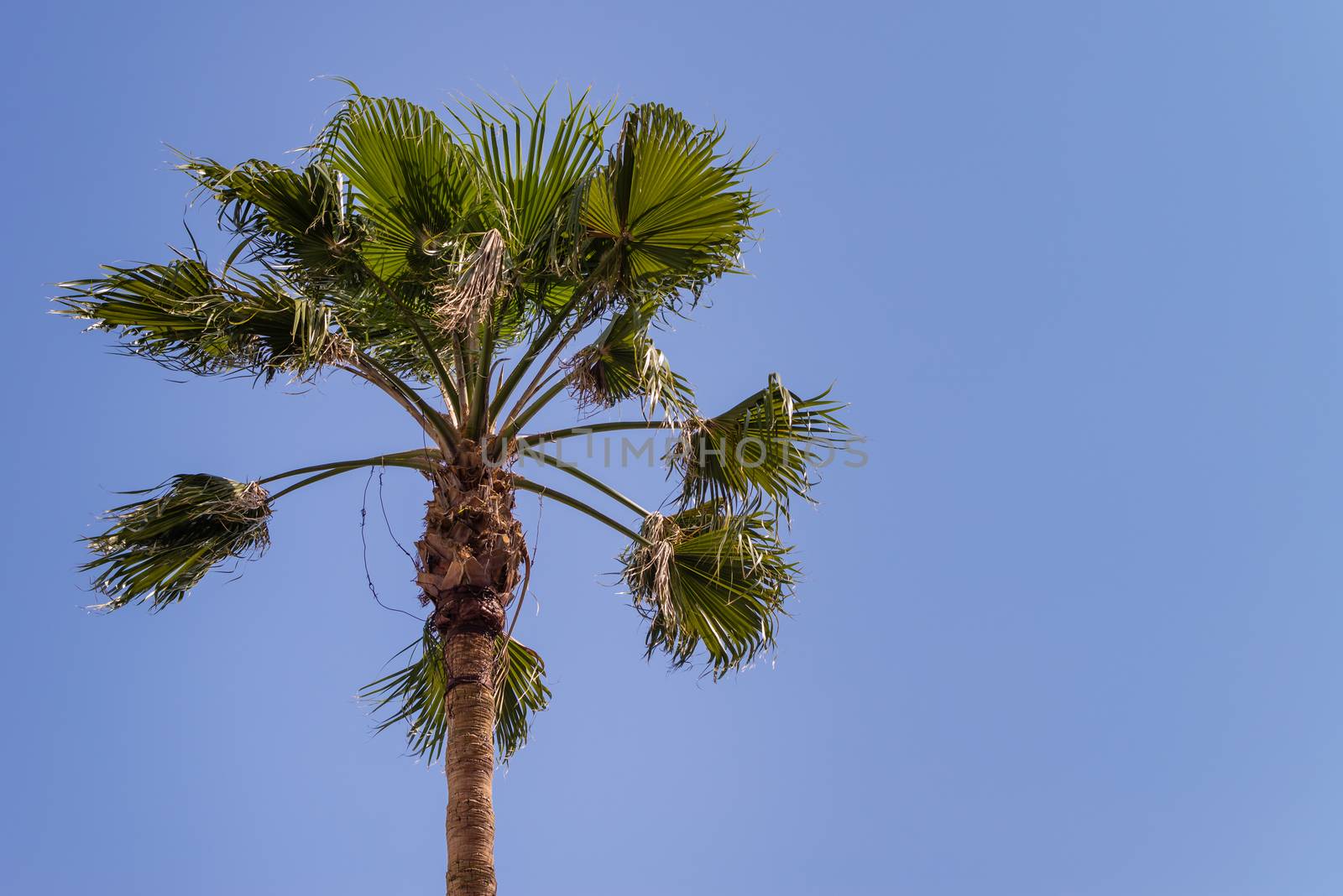 A palm tree blowing in the wind on a clear blue sky background.