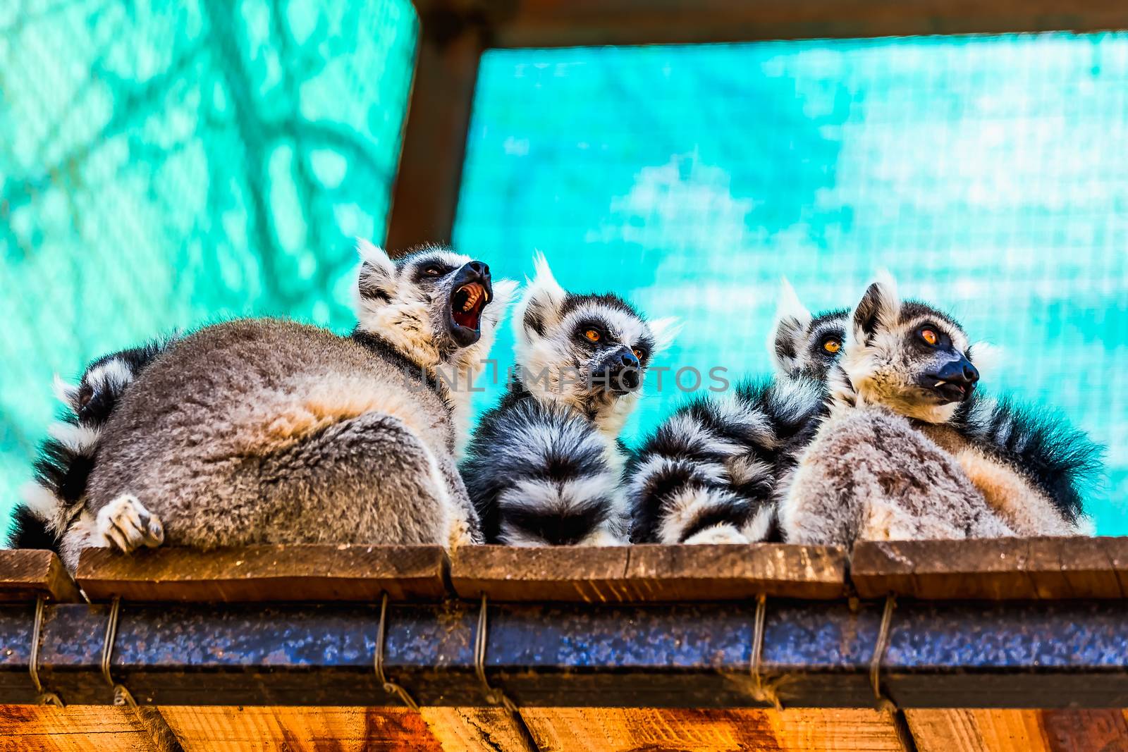Lemurs family sitting on the wood board planks surface in zoo