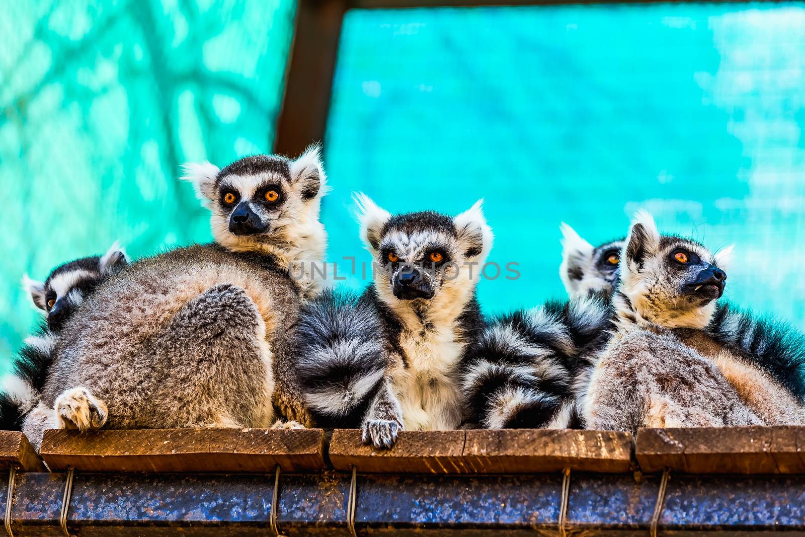 Lemurs sitting on the wood planks surface in zoo