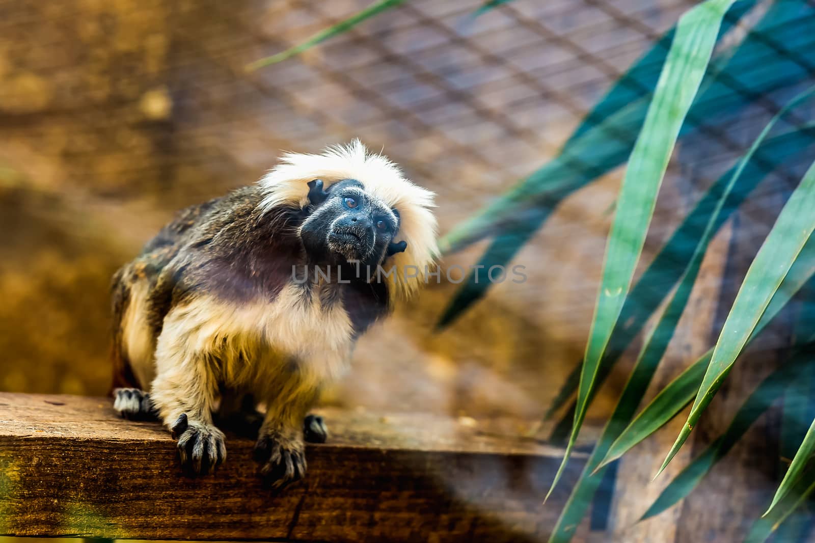 Monkey titi cotton-top tamarin sitting on wood board in zoo