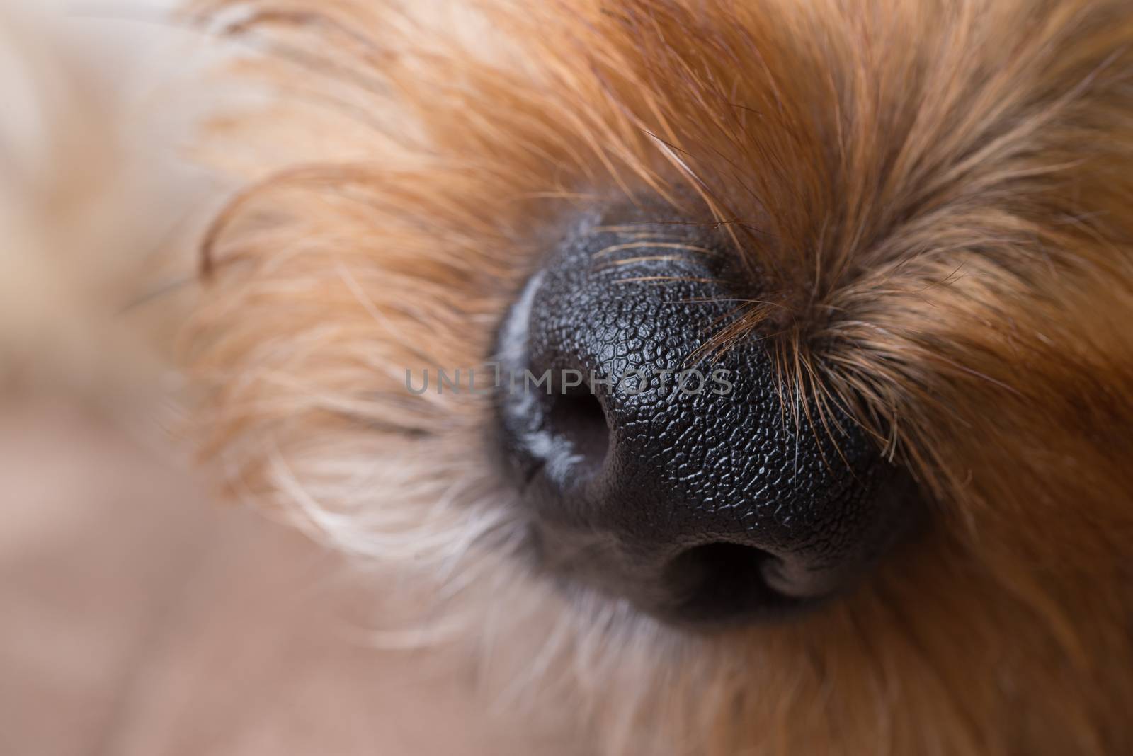 A macro shot of a yorkshire terrier's nose and snout.