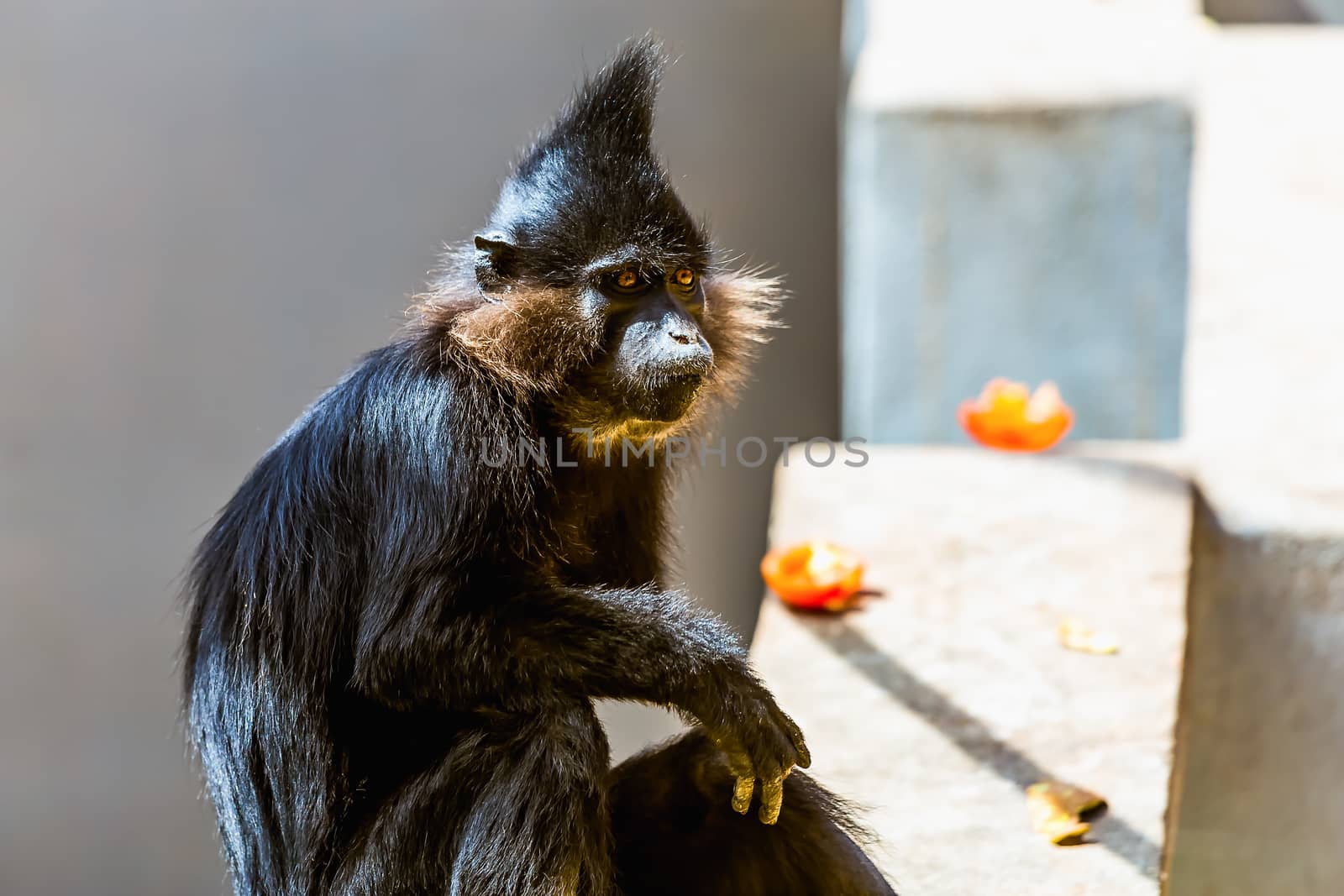 Black monkey in zoo