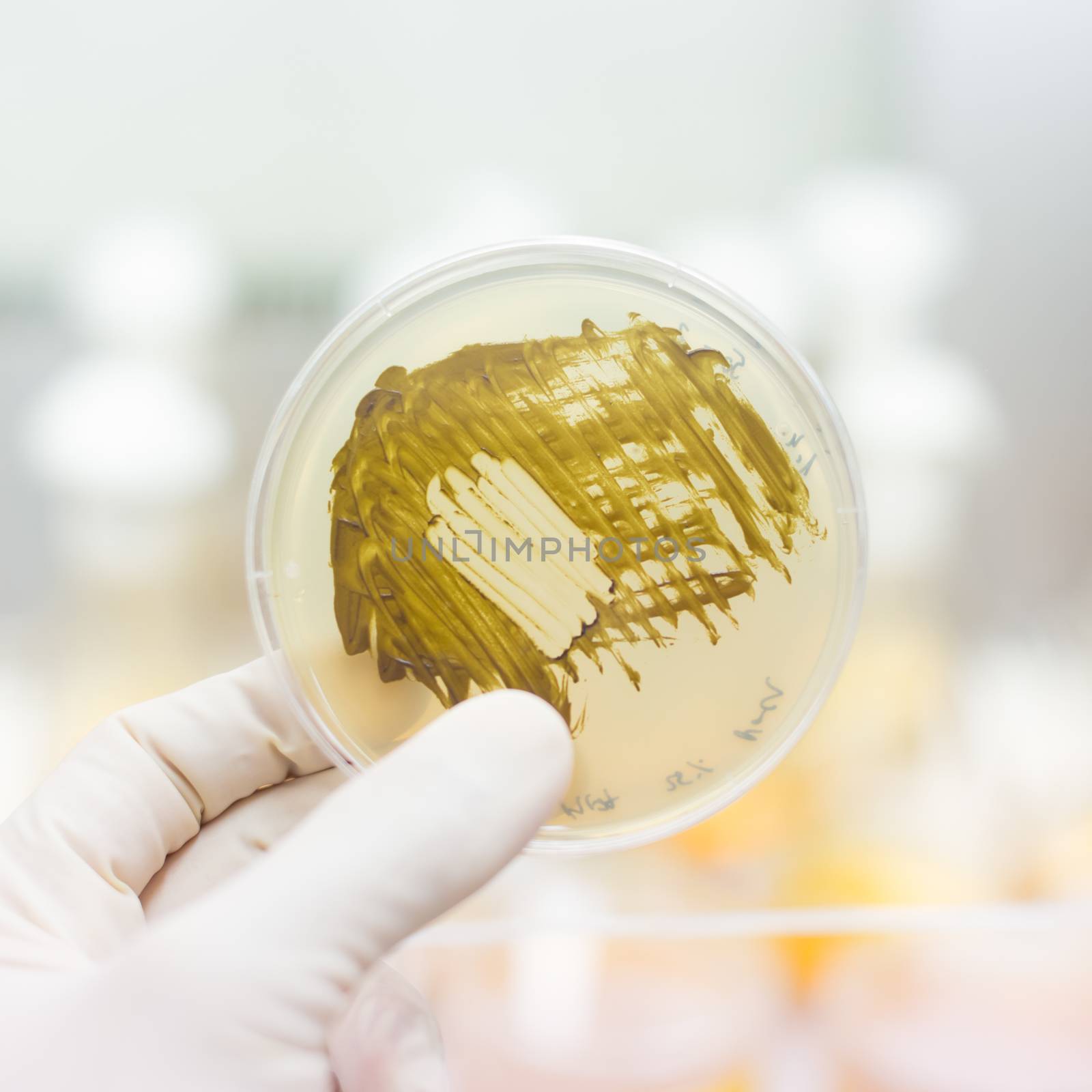 Close up of cell culture samples on LB agar medium in petri dish.  Agar plates are used by biologists to culture cells, mold, fungi, bacteria or small moss plants.