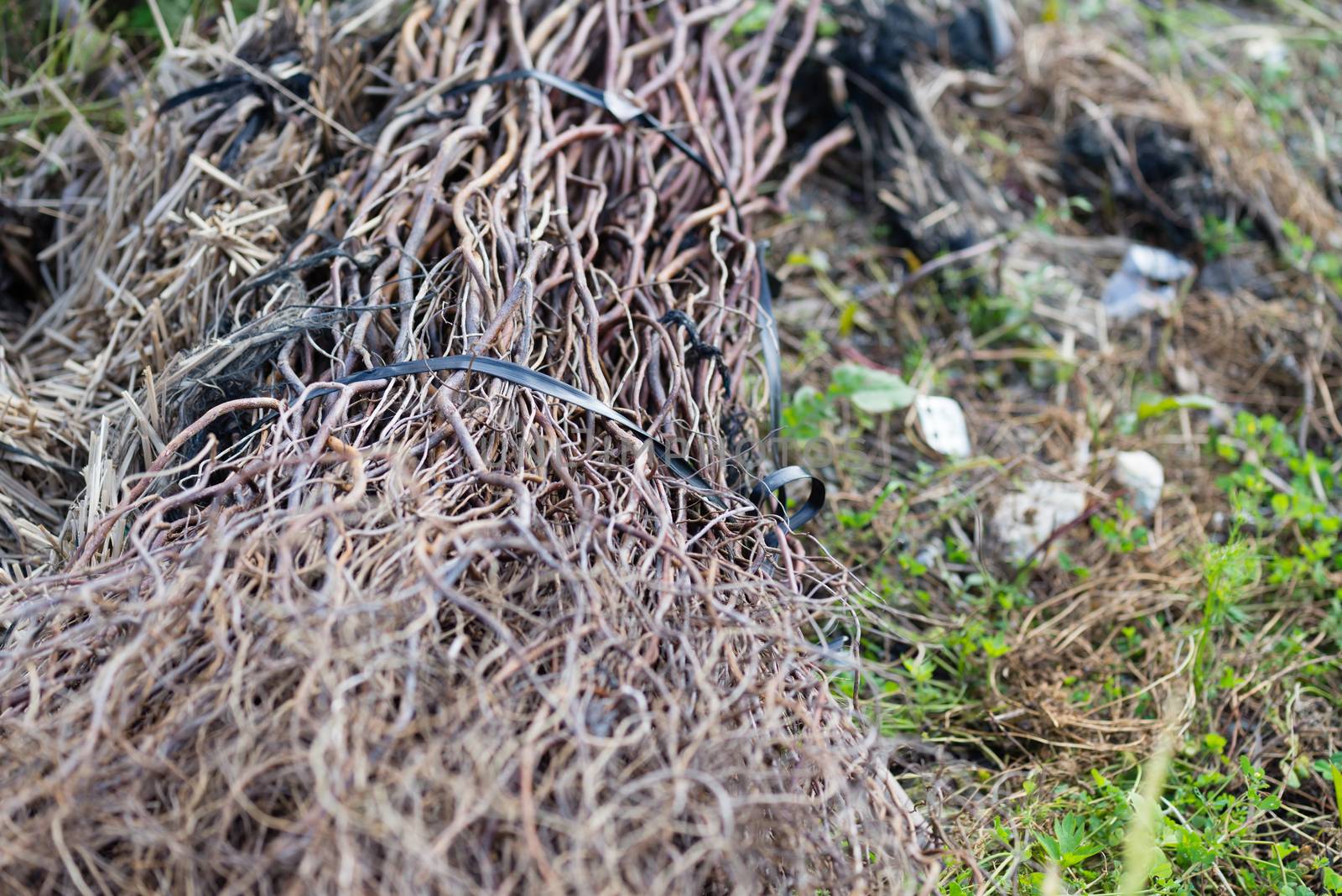 A bundle of dead sticks in the countryside.