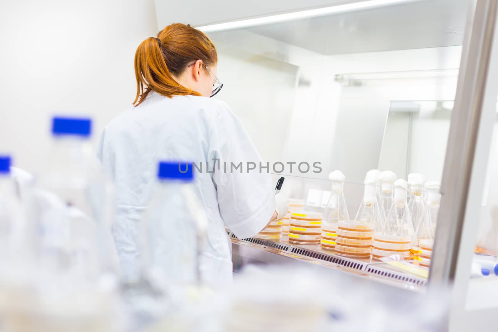 Female scientist researching in laboratory, pipetting cell culture medium samples on LB agar plates in laminar flow. Life science professional grafting bacteria in the petri dishes. 
