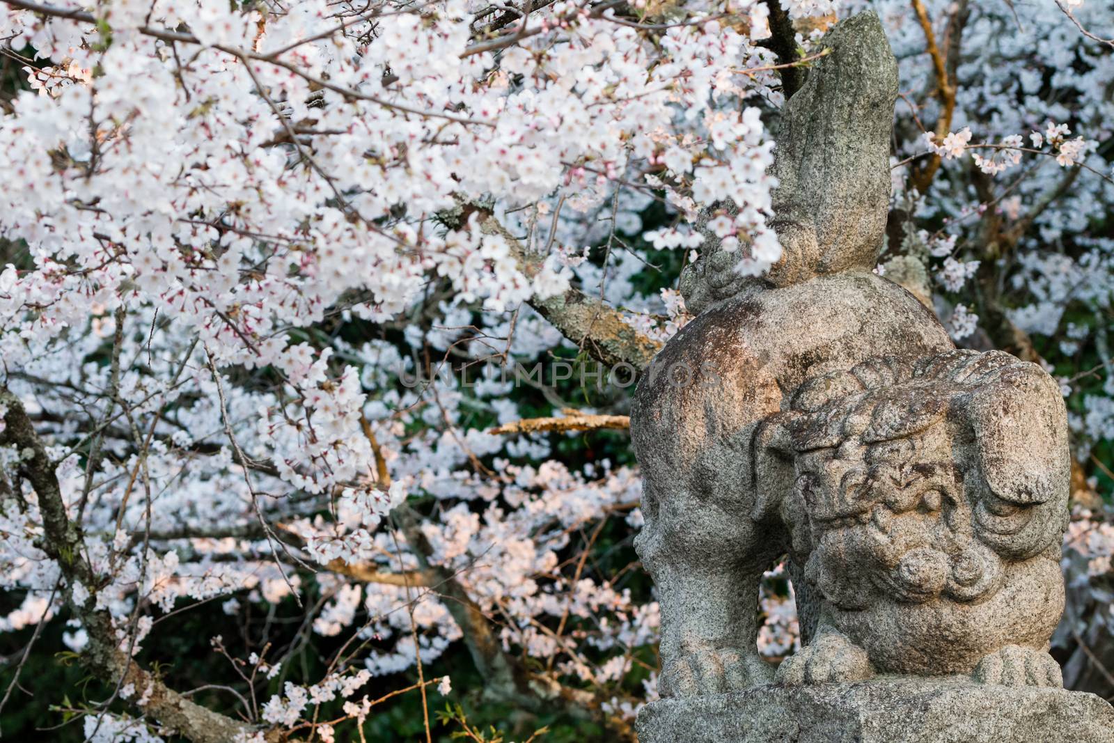 A stone statue of a Japanese Lion Dog surrounded by cherry blossoms in Kochi, Japan.
