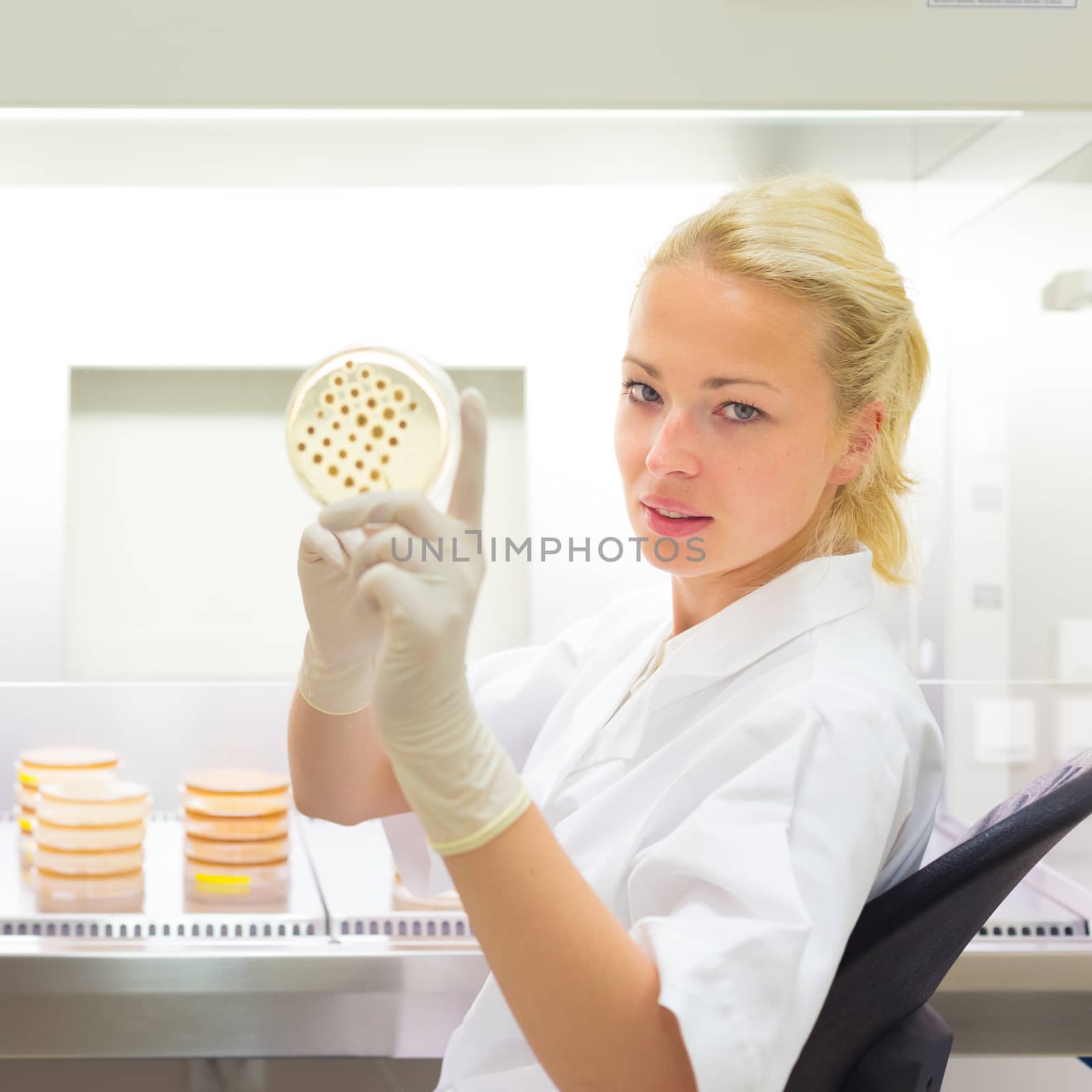 Female life science professional observing cell culture samples on LB agar medium in petri dish.  Scientist grafting bacteria in microbiological analytical laboratory .  Focus on scientist's eye.