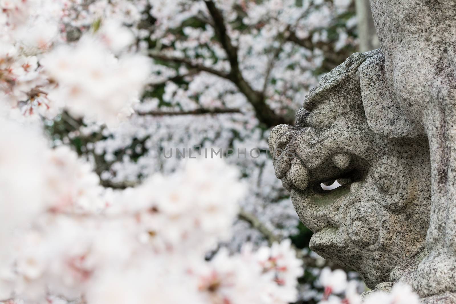 The side profile of a stone Japanese Lion Dog statue surrounded by cherry blossoms in Kochi, Japan