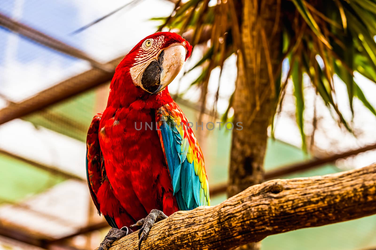 Red Macaw or Ara cockatoos parrot siting on wooden perch in zoo