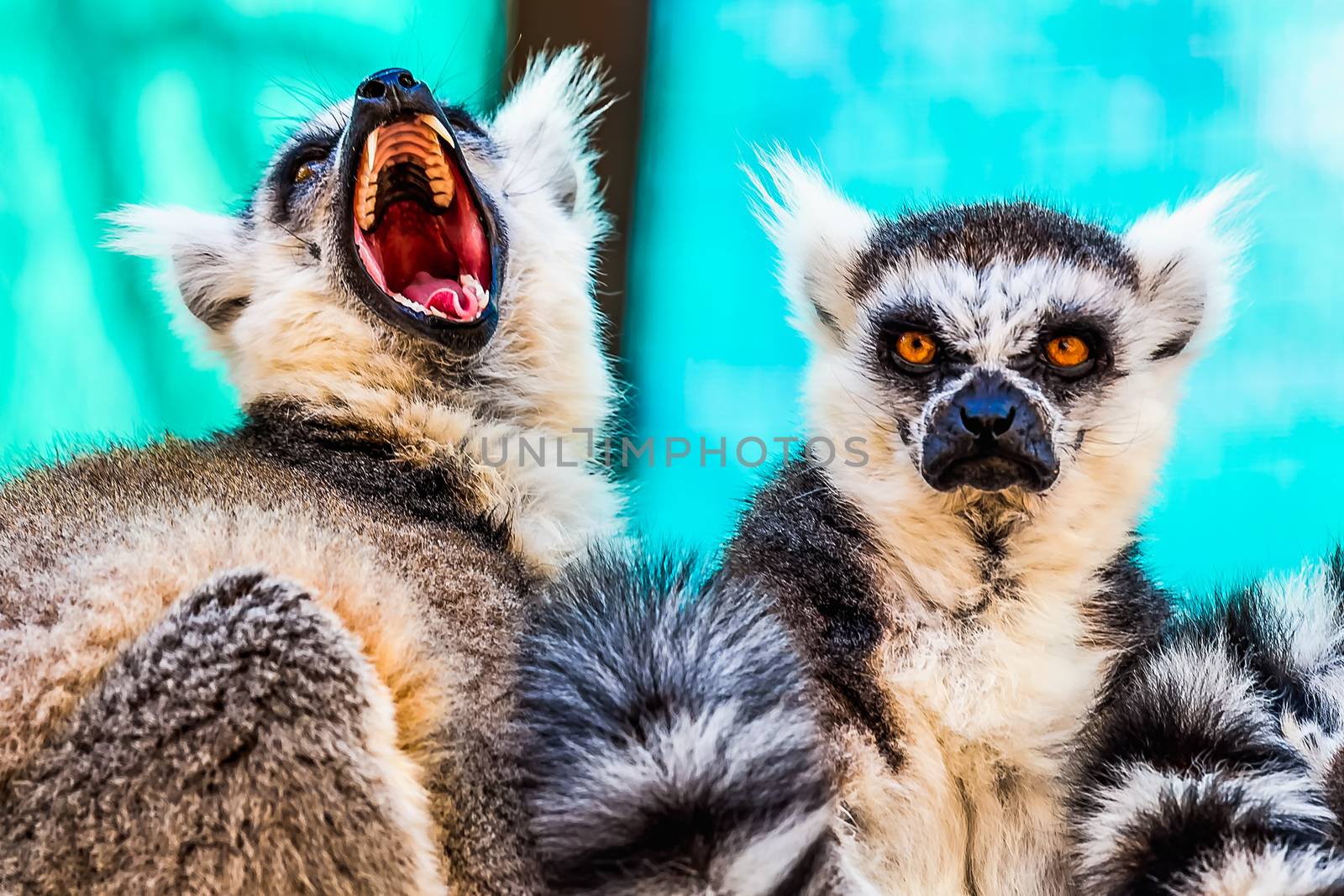 Angry lemur and hangry lemur with open mouth in zoo