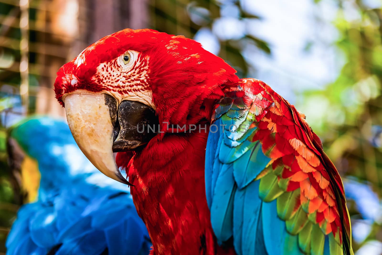 Closeup of head portrait of Red Macaw or Ara cockatoos parrot in zoo
