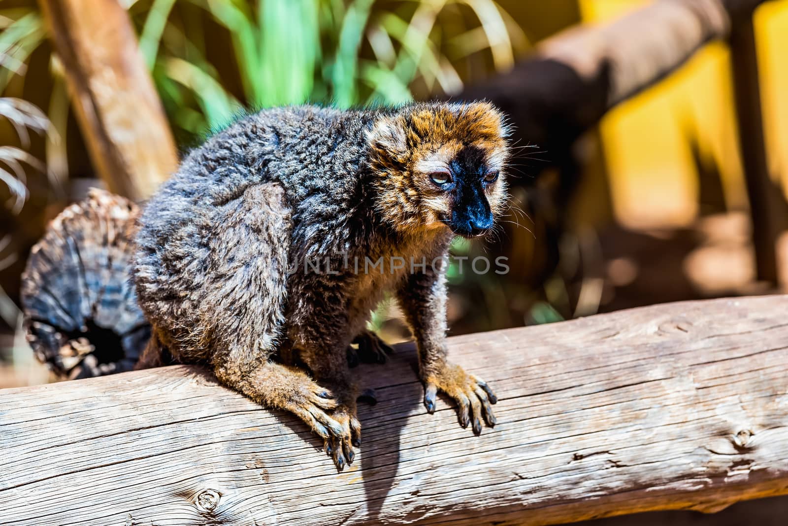 Lemur sitting on wood in zoo