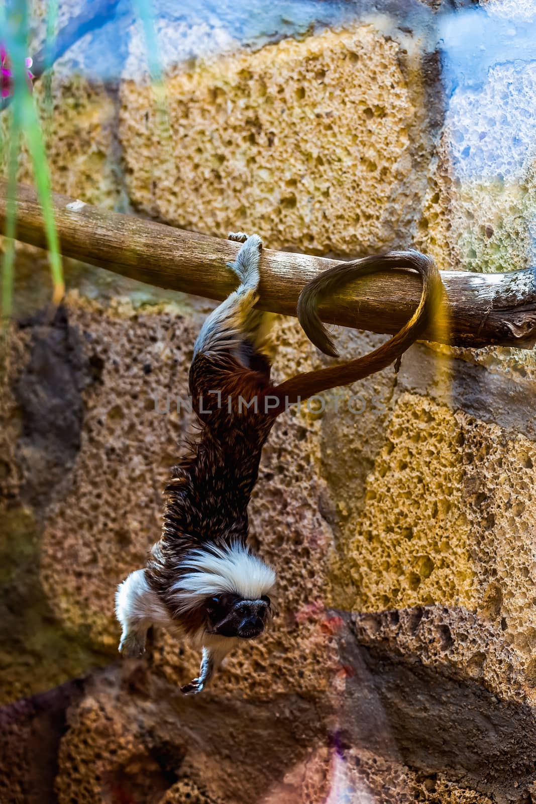 Monkey titi cotton-top tamarin hanging on tree in zoo