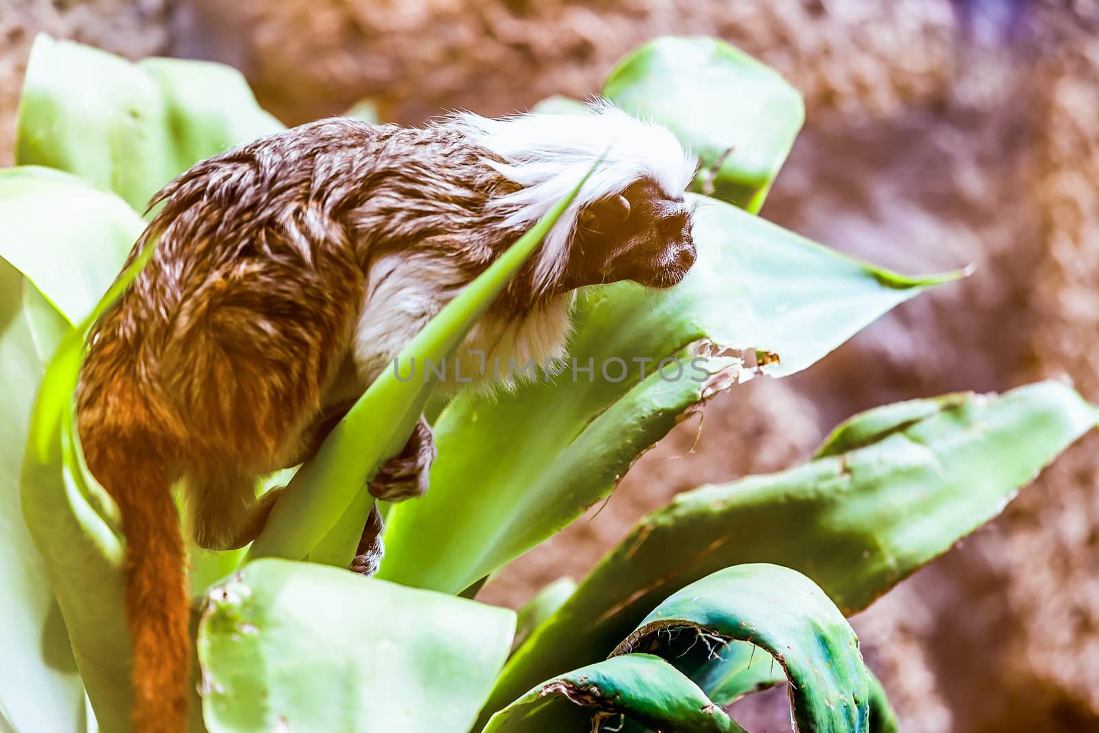 Monkey titi cotton-top tamarin sitting on green leaves in zoo