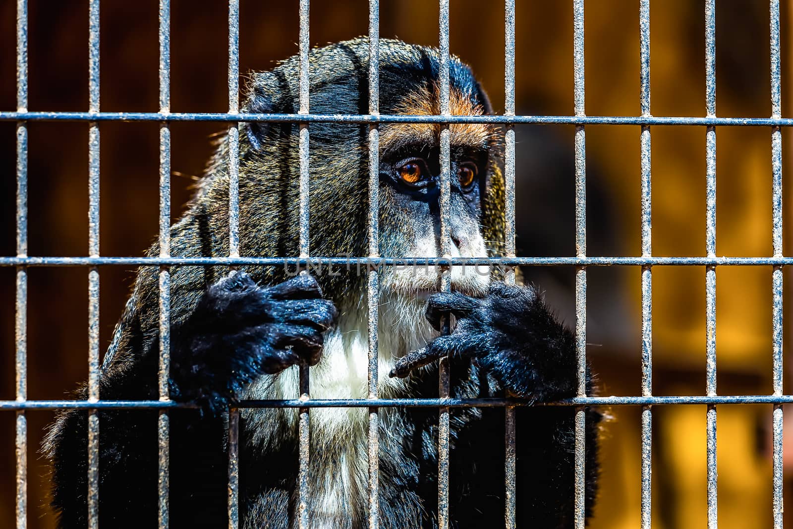 Monkey looking through zoo cell grille