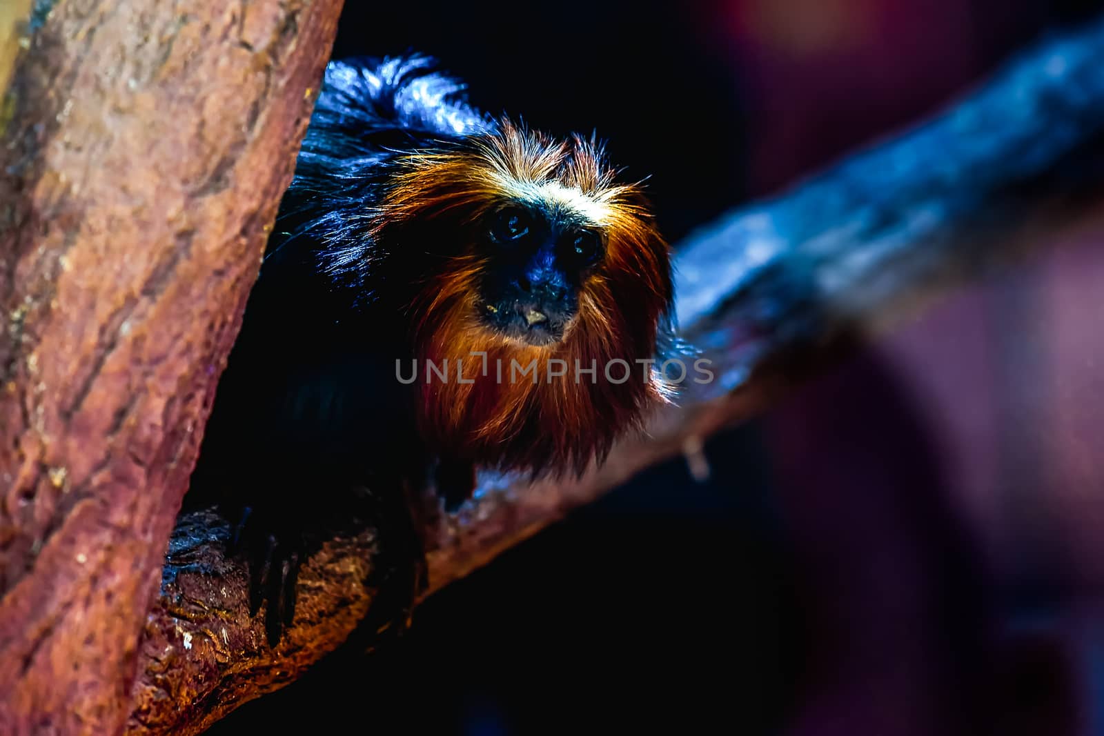 Black monkey titi leon or golden-headed leon sitting on tree branch in zoo