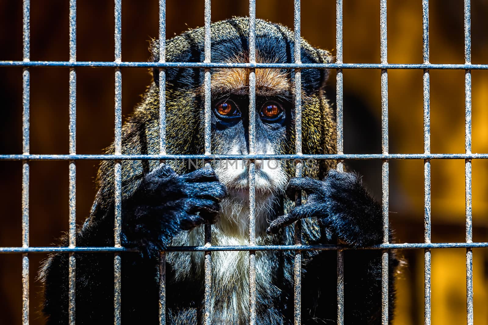 Monkey looking through zoo cell grille