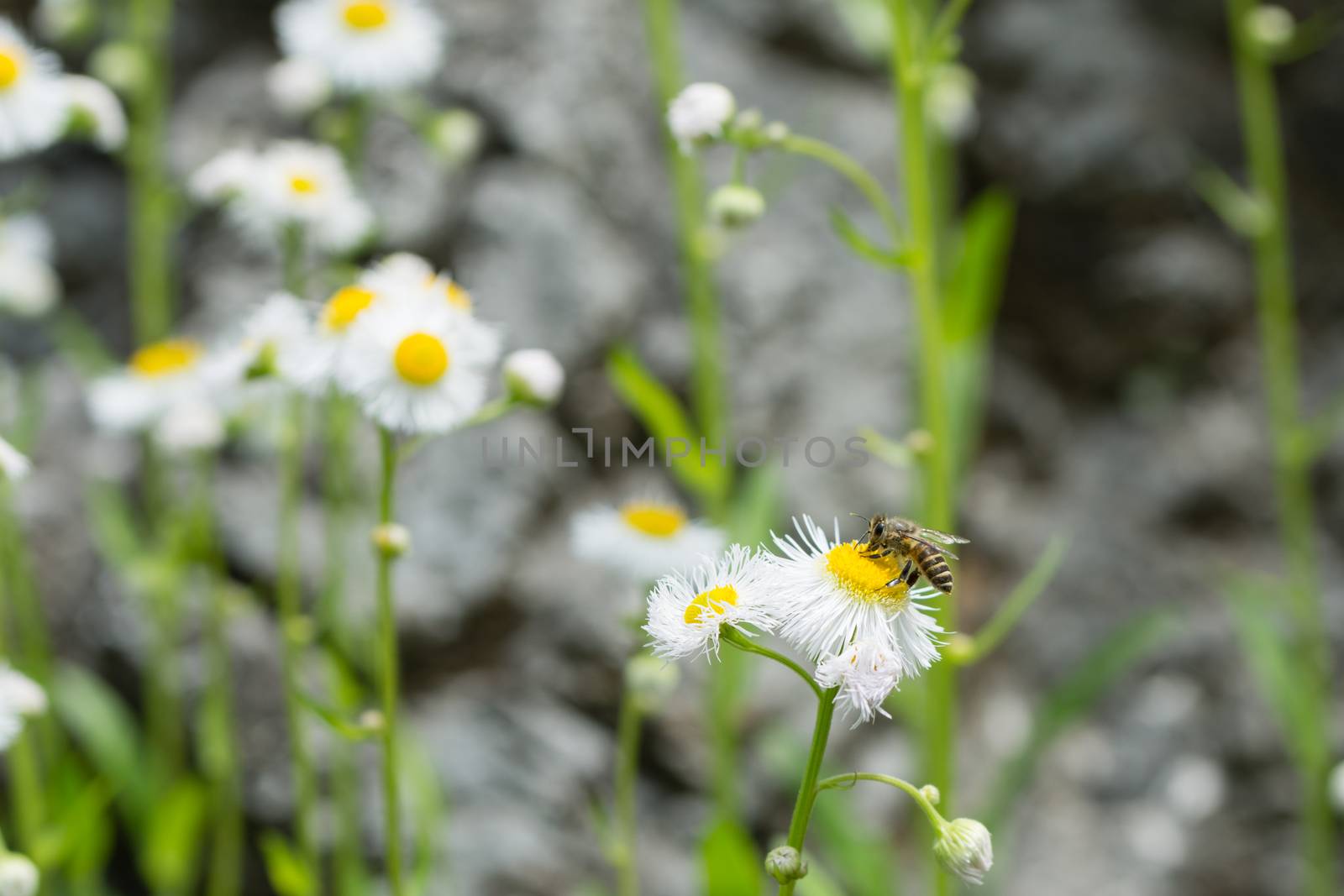 Bee on White Daisy by justtscott