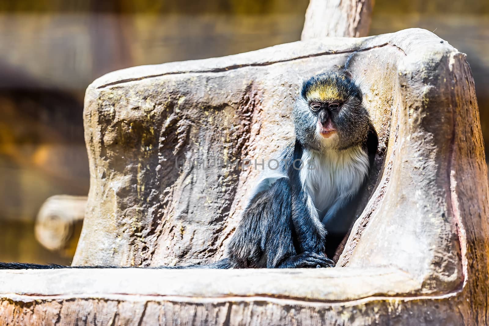 Monkey sitting on stone in zoo
