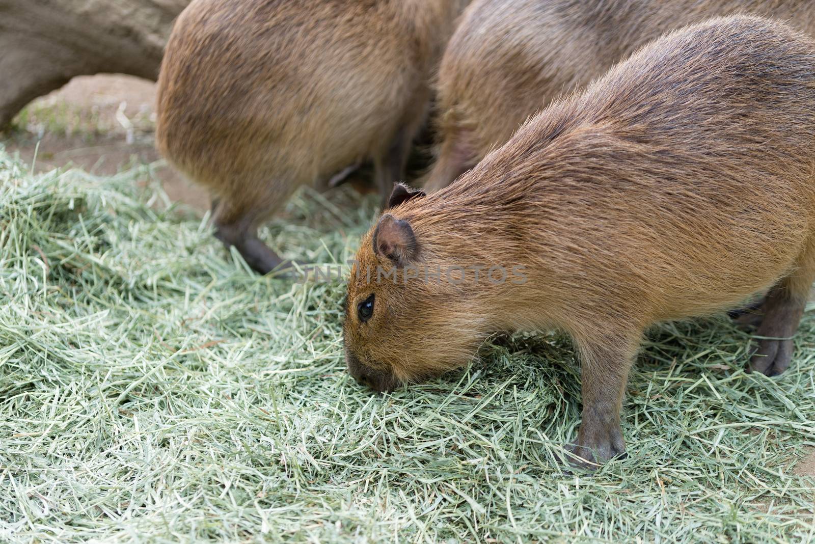 A few capybaras eating dried grass.