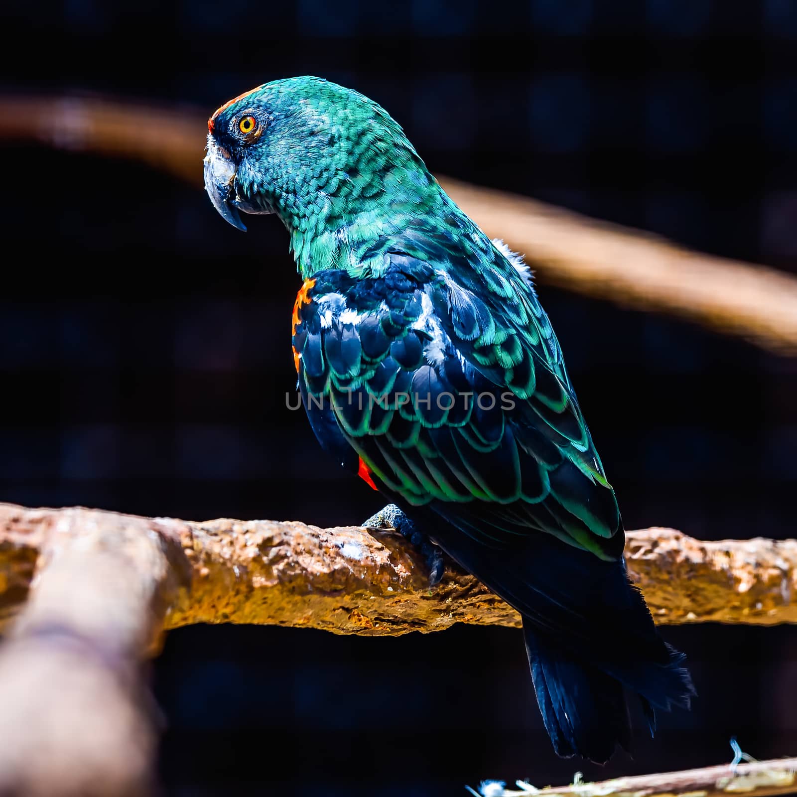 Blue and green parrot siting on wooden perch in zoo