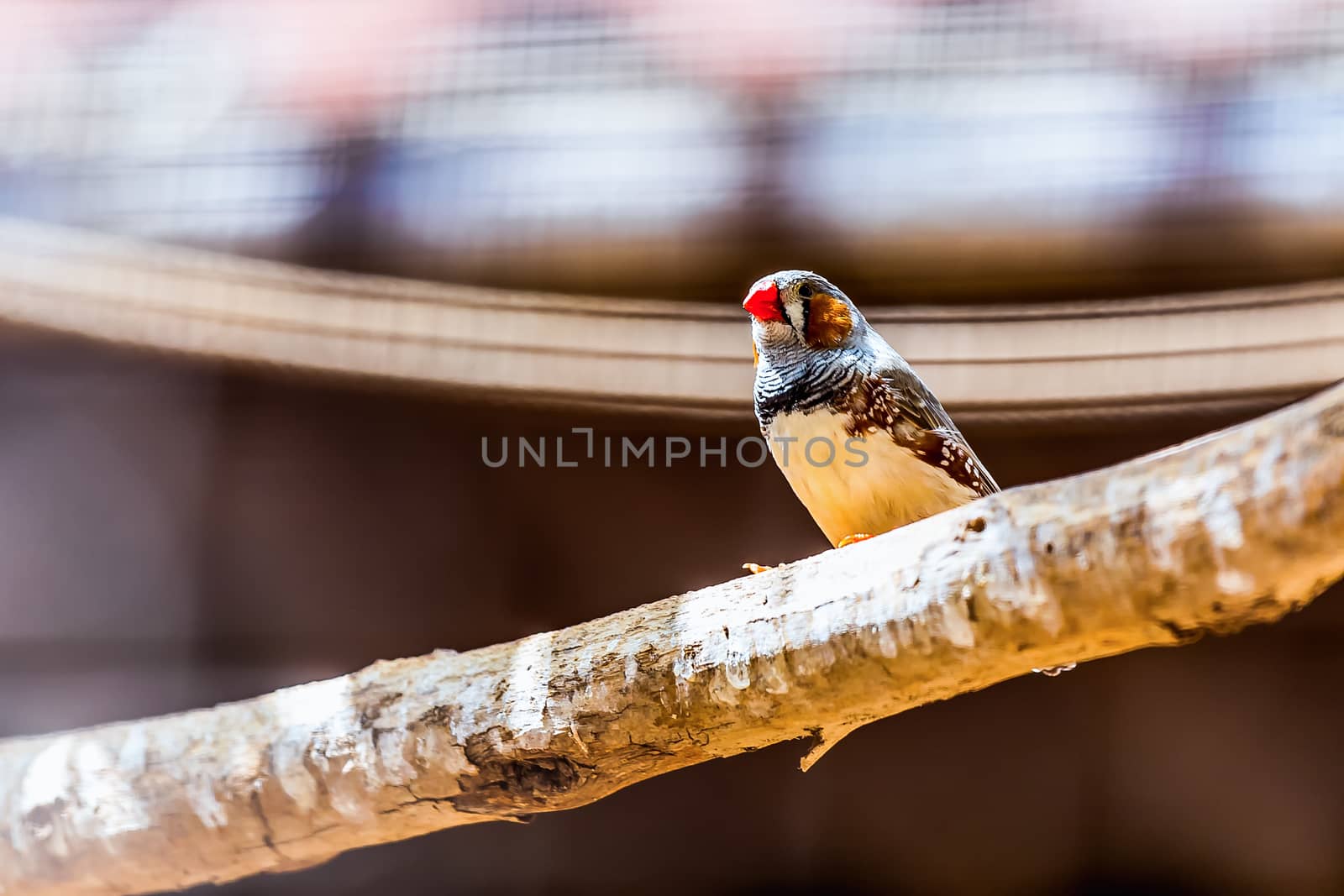 Parrot siting on wooden perch in zoo