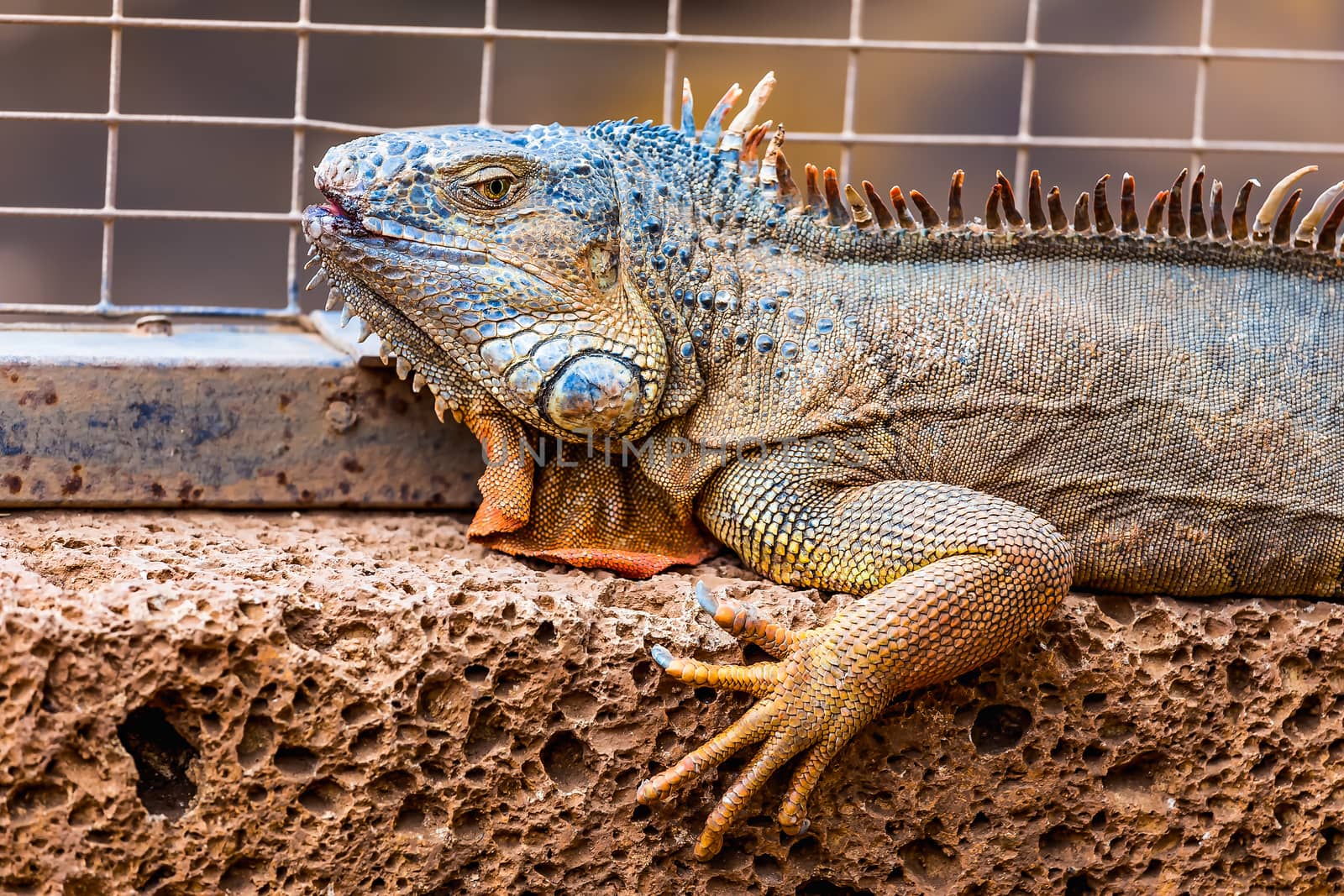 Iguana or lizard on stone in cell in zoo